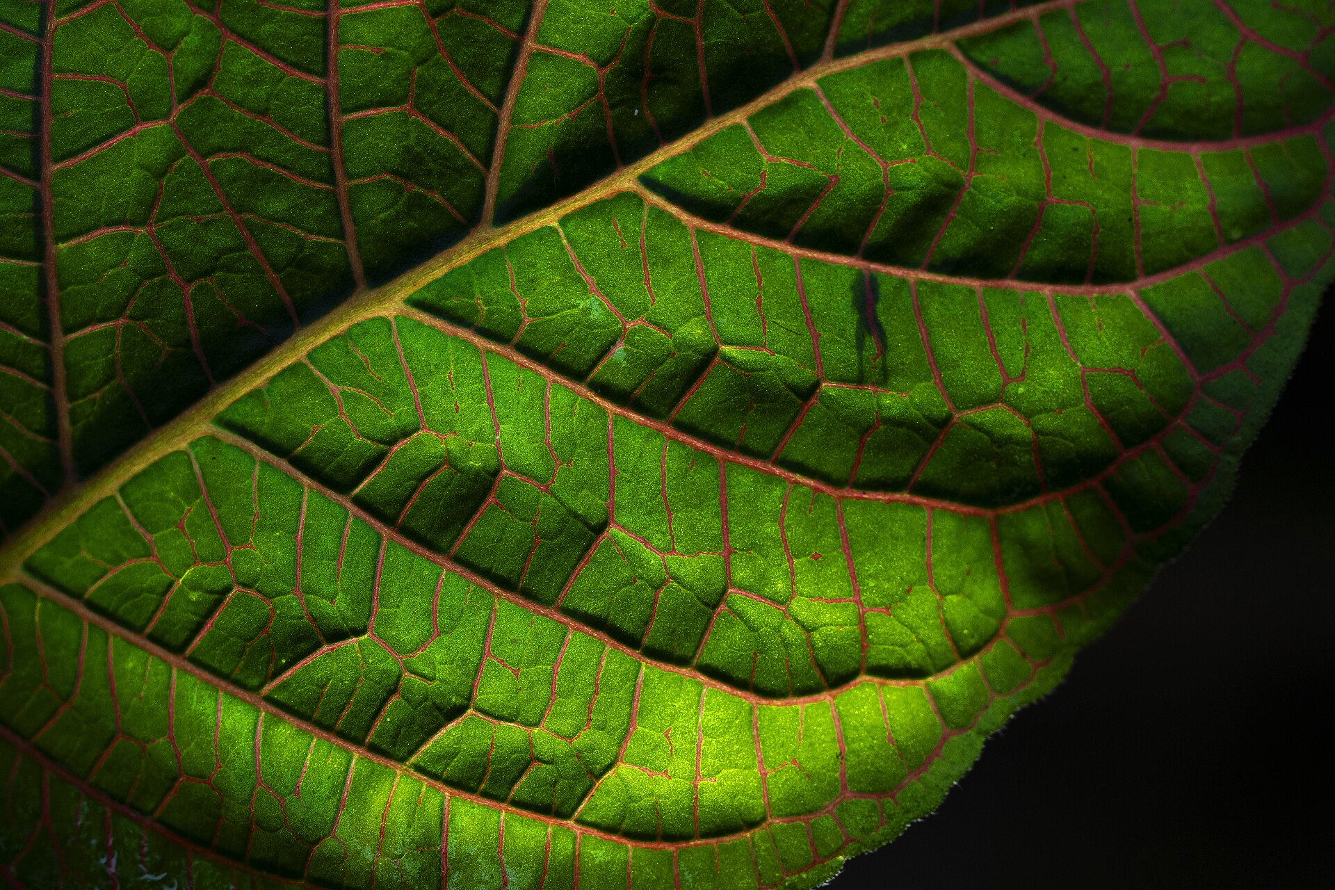 Macro of branching leaf veins forming a nested hierarchy, mirroring Proxy-Pointer RAG structure